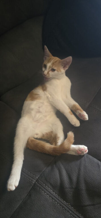 Ginger and white male kitten