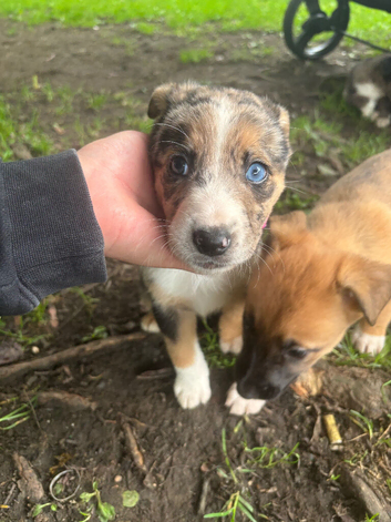 Collie X Malinios puppies