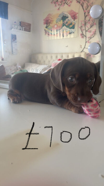 Beautiful dachshunds