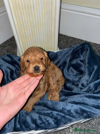 cockapoo