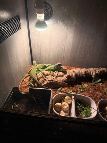 Iguanas for sale