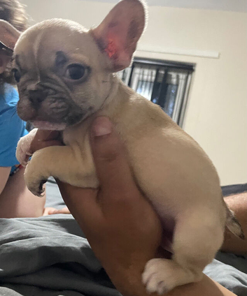 2 males 1 female French bulldogs
