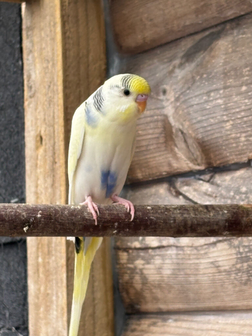 Young budgies