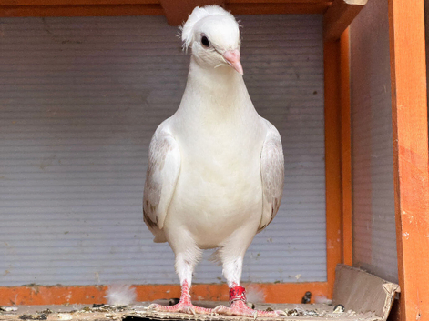Quality Pigeons for Sale ️