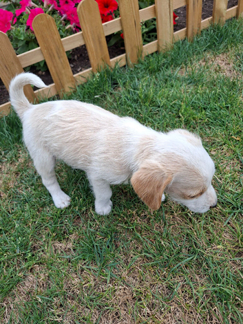 Jackapoo puppies for sale