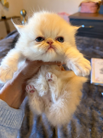 Cream shaded flat face Persian boy