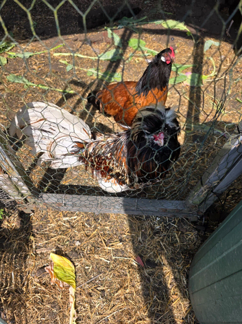 Polish Cockerel