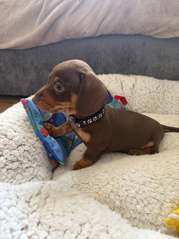 LAST GIRL AVAILABLE Miniature Dachshund