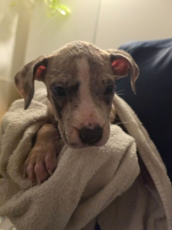 Staffy x American bulldog
