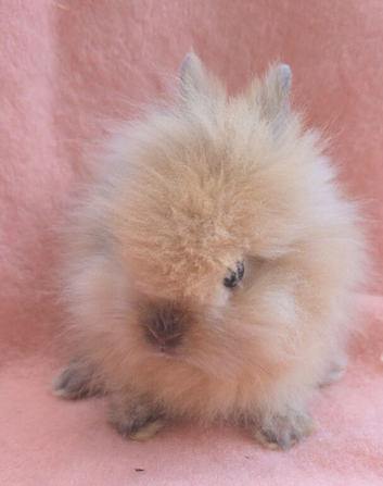 Netherland dwarf , mini rex lionhead kits