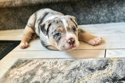 Pocket bully