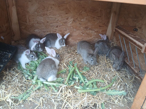 Rabbits