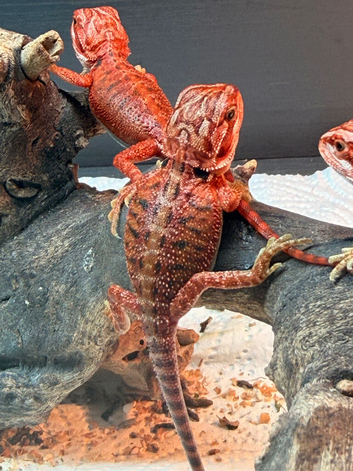 Super red baby bearded dragons ready to go
