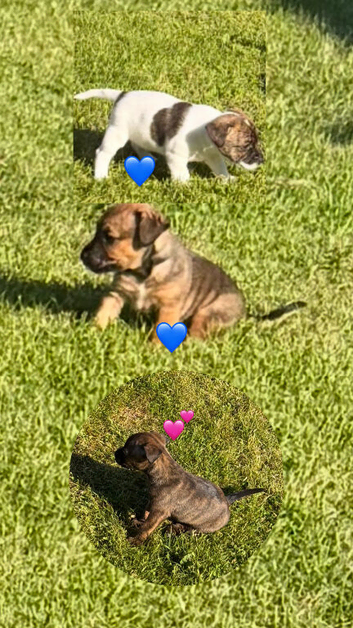 Cairn x patterdale pups