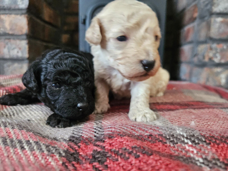 Toy poodle pups