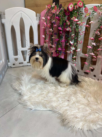 Beautiful Miniature Biewer Yorkshire Terrier Girl - 6 Months Old