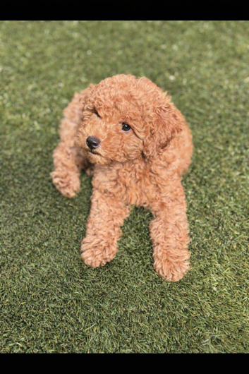 Kc registered red toy poodle