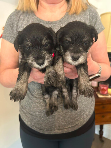 Miniature schnauzer puppies for sake