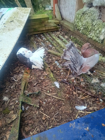 Pure Indian dove for sale