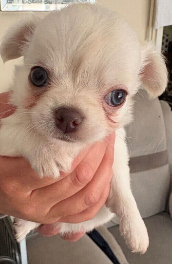 Chihuahua puppies