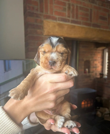 Amazing Show Type Cocker Spaniel Puppies
