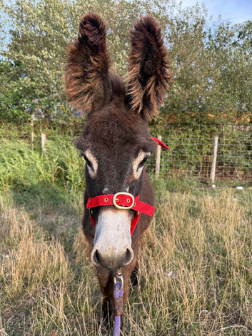 Choco the baby donkey