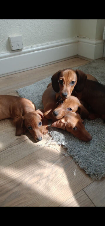 Miniature Dachshunds