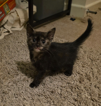 2 female kittens