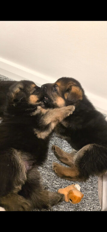 Stunning and strong German Shepherd puppies