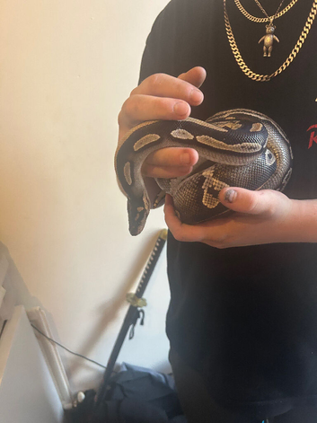 Royal Ball, Black Head Phantom