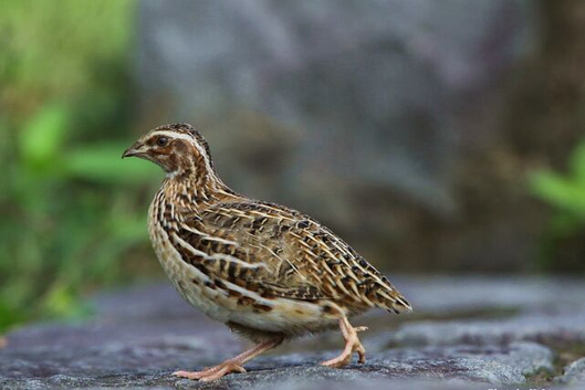 male couternix quail