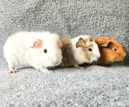 X3 Baby Boar Male Guinea Pigs