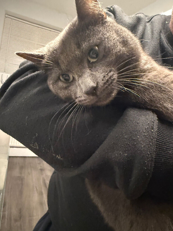 Blue Russian male cat 14 months old male