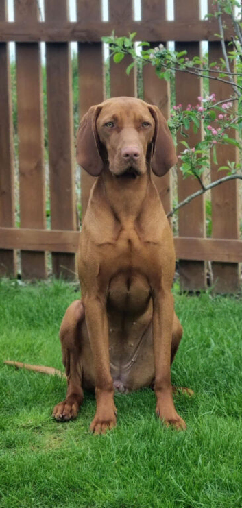 Hungarian Wirehaired Vizsla Puppies