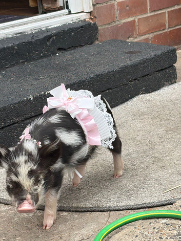 Kune kune