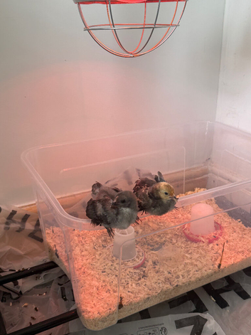 2 Chicks