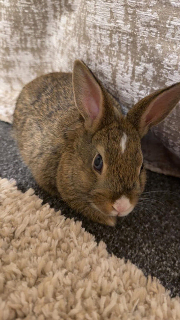 Mixed breed baby rabbits