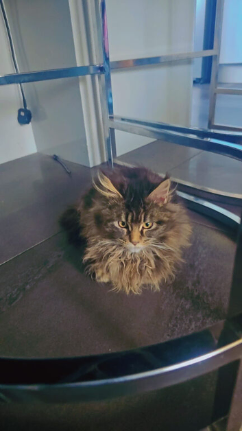 MAINE COON FEMALE