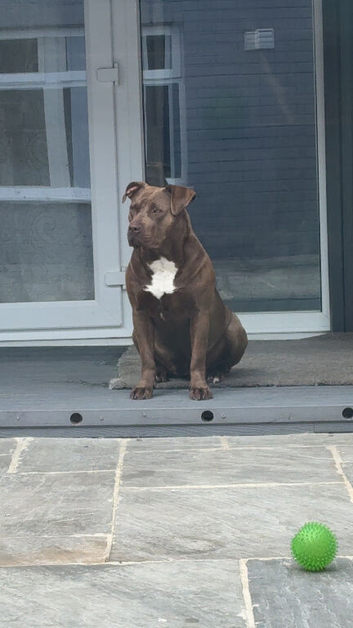 19 month old female bully