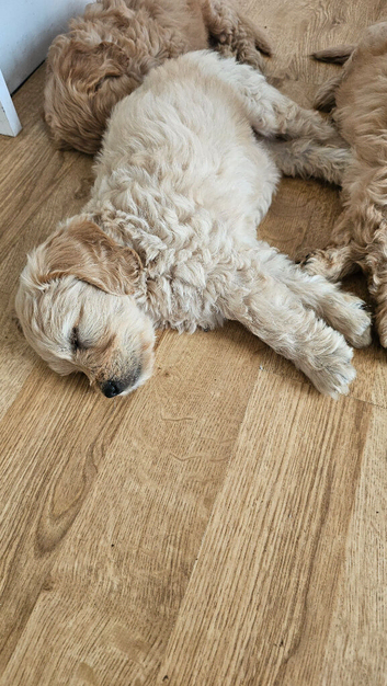 Last Mini Goldendoodle girl for sale