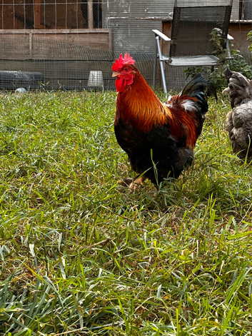 Backyard chickens for sale
