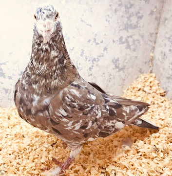 ALMOND RARE COLOUR RACERS AVAILABLE