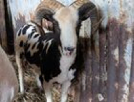 Pedigree Jacob Ram