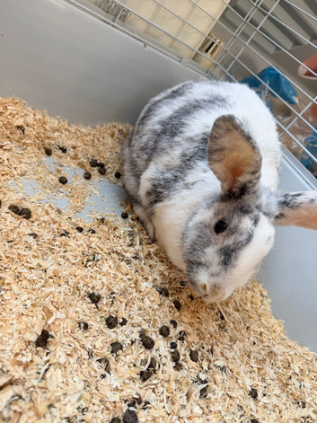 2 year old bunny with everything you need!