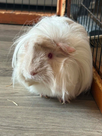 Female needing a home
