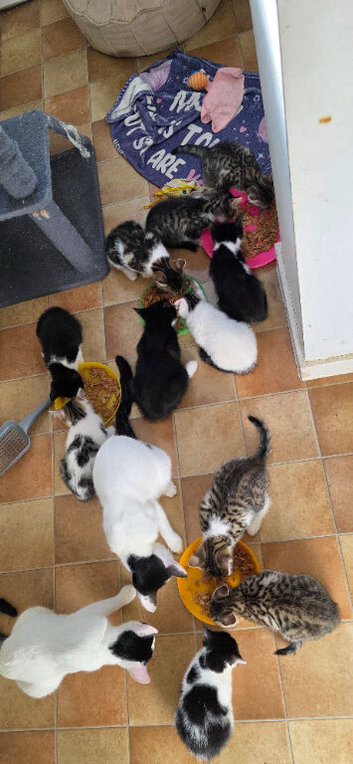 Beautiful kittens for sale looking for foreverr loving homes