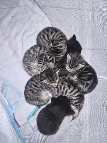 Bengal X