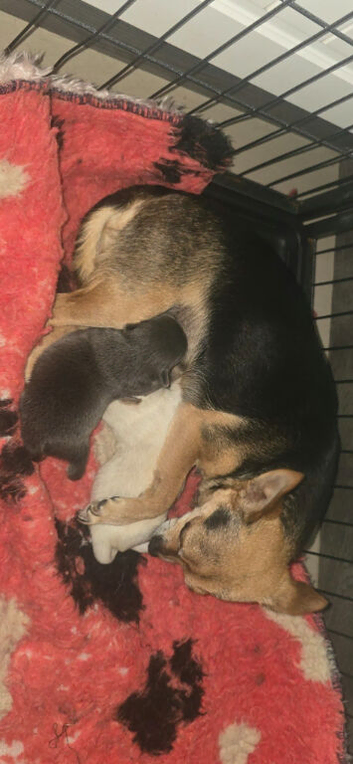 Boy chihuahua