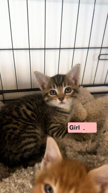 kittens looking for new family