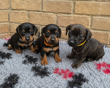 Miniature dachshund cross jackrusell puppies